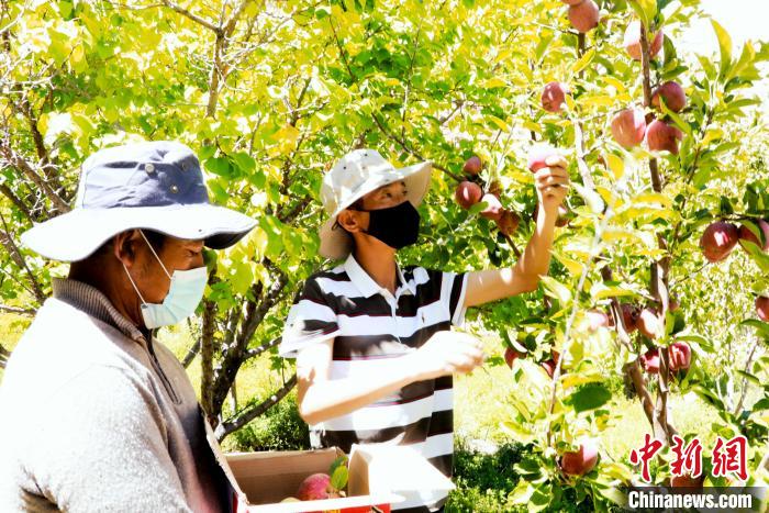 圖為西藏阿里札達(dá)縣底雅鄉(xiāng)村民在自家果園采摘果實?！“⑼?攝