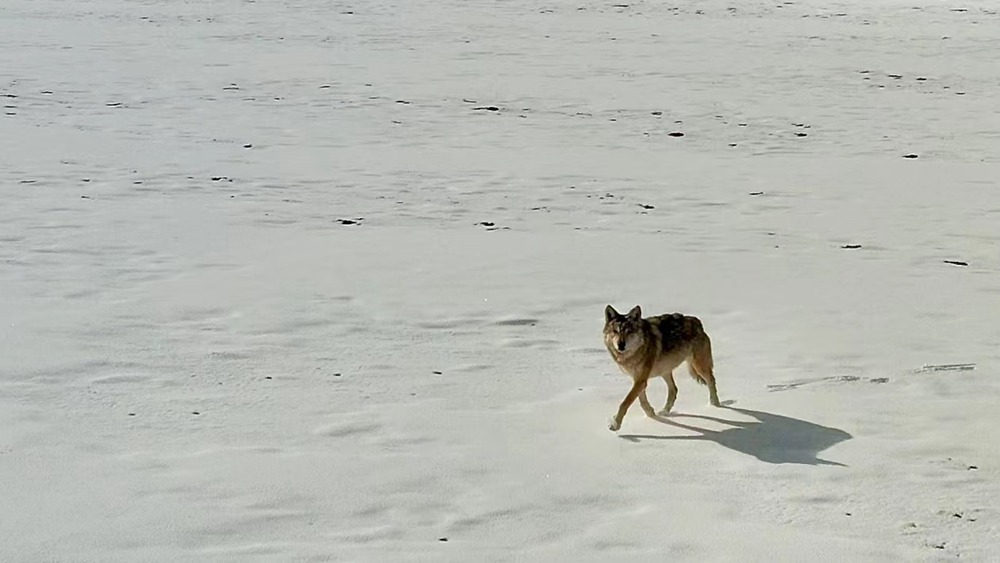 雪地里的阿里“狼”。