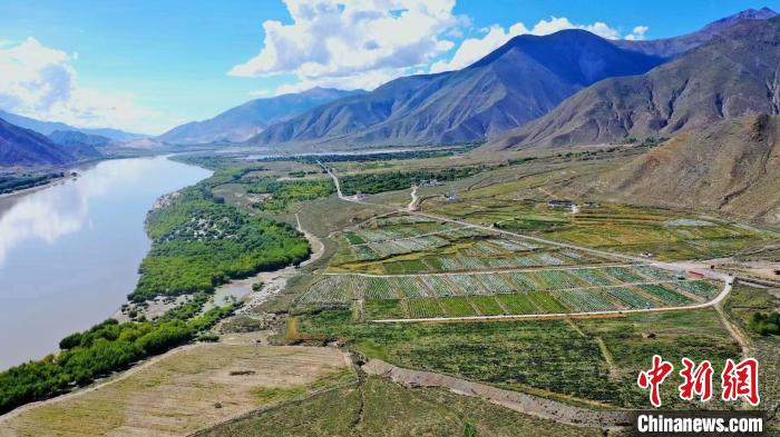 圖為桑日縣葡萄種植基地?！∩侥仙Ｈ湛h委宣傳部提供
