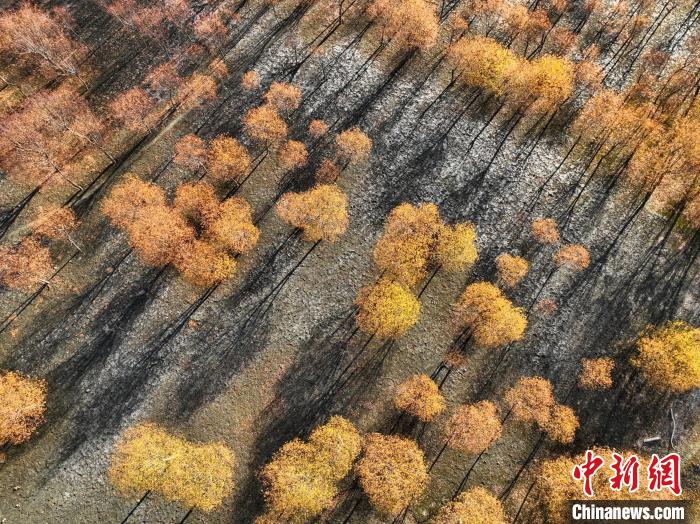 入冬時(shí)節(jié)，雅魯藏布江畔的樹林一片金黃?！《拘?攝