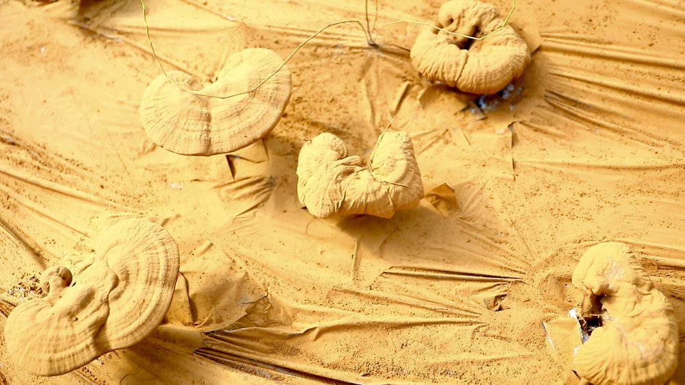 靈芝基地內(nèi)孢子粉布滿塑料膜。