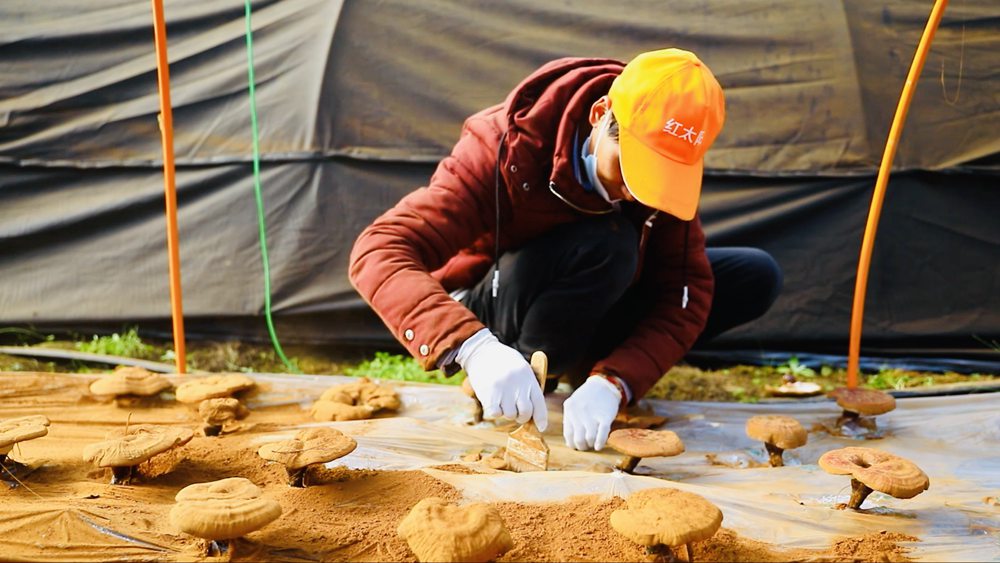 采收靈芝孢子粉。