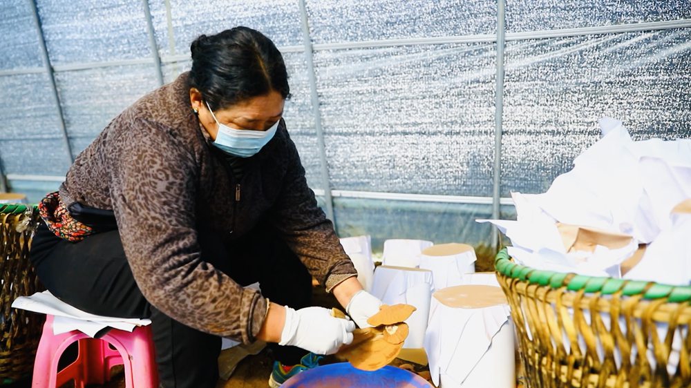 采收靈芝孢子粉。