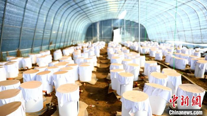 圖為靈芝套袋。　鄧巴 攝