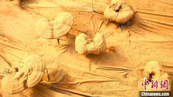 圖為靈芝基地內(nèi)孢子粉布滿塑料膜?！〉录?攝