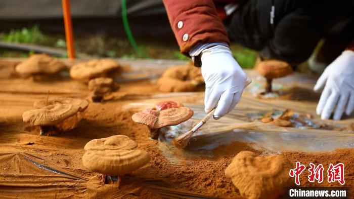 圖為農(nóng)民采收靈芝孢子粉?！〉录?攝