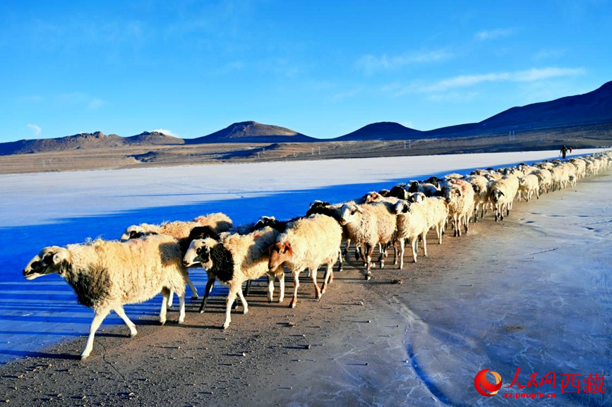羊群排著隊穿過普莫雍錯。 人民網(wǎng) 李海霞攝