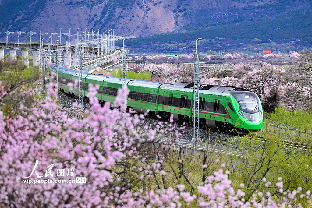 西藏林芝:雪域高原列車穿越花海