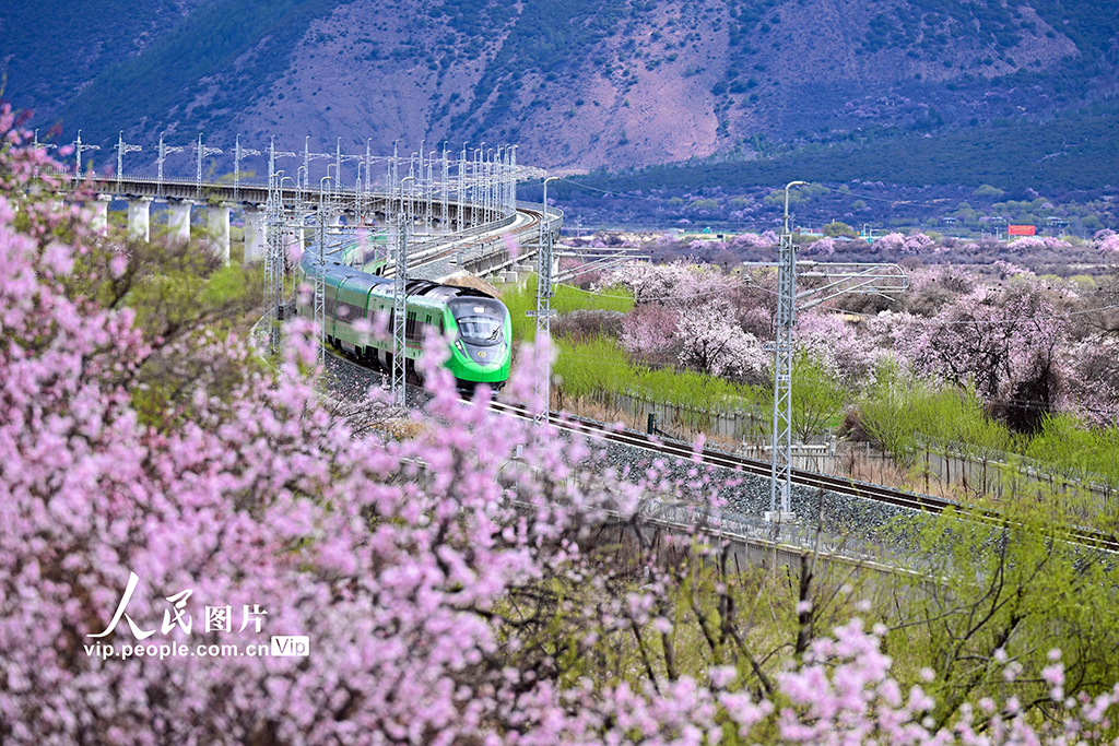 西藏林芝:雪域高原列車穿越花海【2】