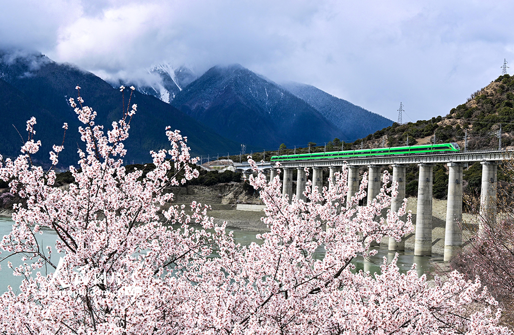 西藏林芝:雪域高原列車穿越花海【3】
