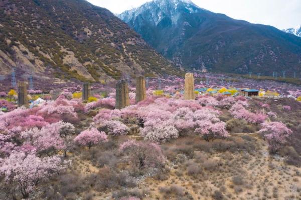 人間桃花源！林芝桃花有多絕？