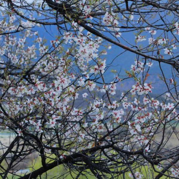 人間桃花源！林芝桃花有多絕？