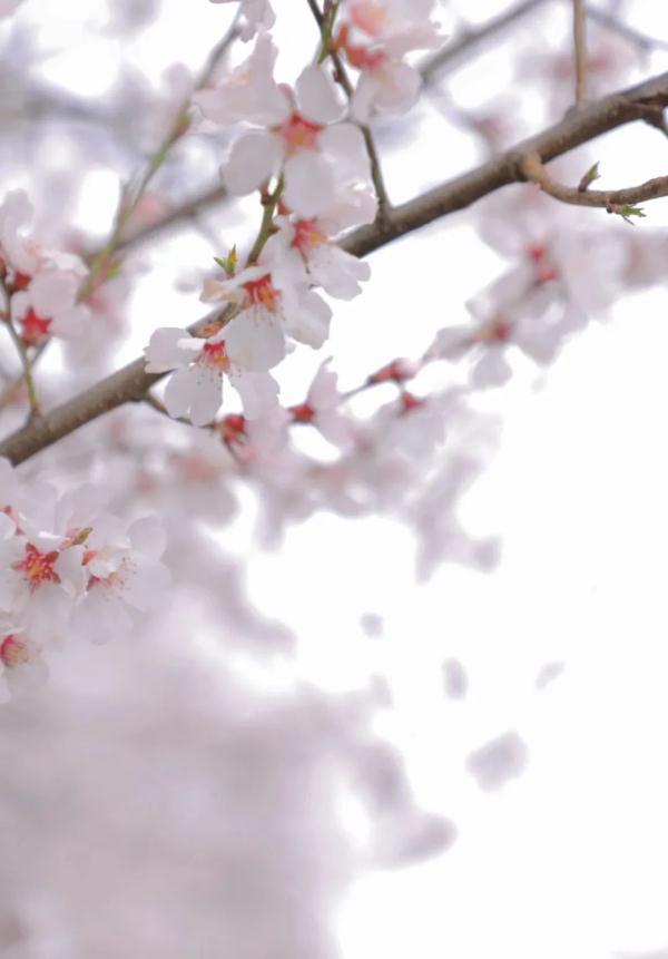 人間桃花源！林芝桃花有多絕？