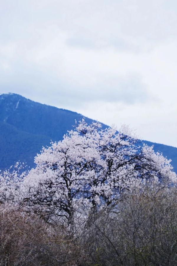 人間桃花源！林芝桃花有多絕？