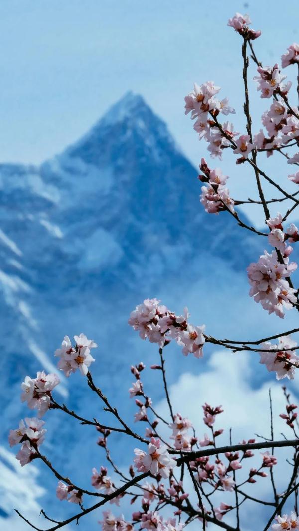 人間桃花源！林芝桃花有多絕？