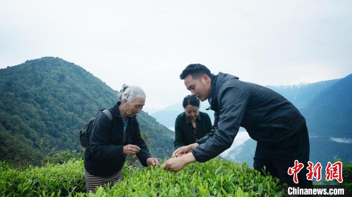 圖為銀發(fā)旅游體驗(yàn)團(tuán)兩位老人體驗(yàn)采茶?！∥鞑貙ｍ?xiàng)旅游協(xié)會(huì)供圖