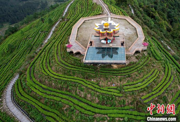 圖為西藏林芝市墨脫縣背崩鄉(xiāng)格林村山頂?shù)木坝^茶園。(無人機(jī)照片) 李林 攝