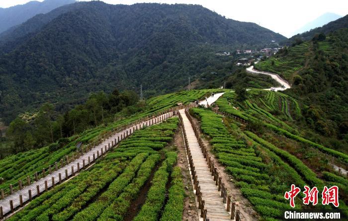 圖為西藏林芝市墨脫縣背崩鄉(xiāng)格林村山頂?shù)木坝^茶園。(無人機(jī)照片) 李林 攝