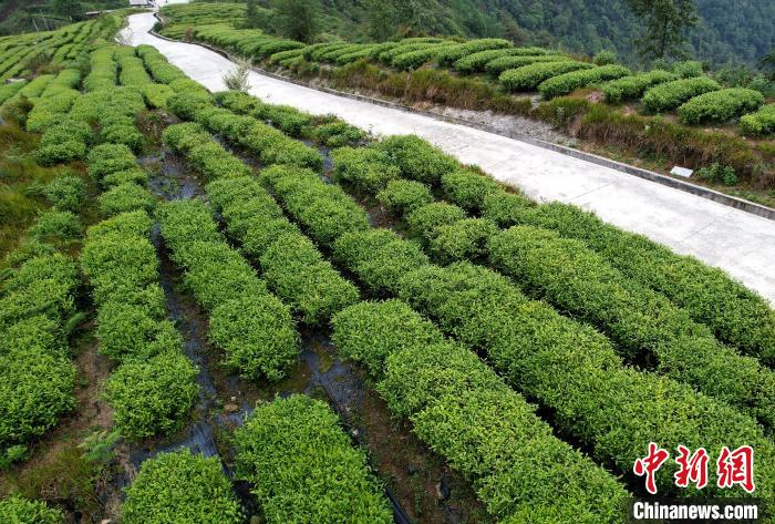 圖為西藏林芝市墨脫縣背崩鄉(xiāng)格林村山頂?shù)木坝^茶園。(無人機(jī)照片) 李林 攝