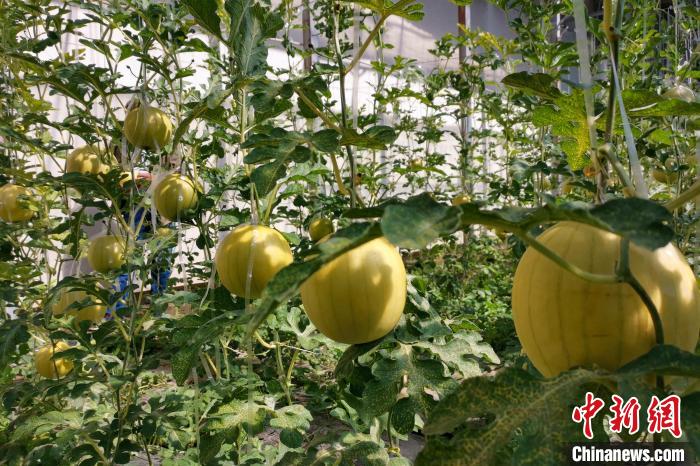 圖為康馬縣大棚內(nèi)的金太陽西瓜?！⒔ㄜ?攝
