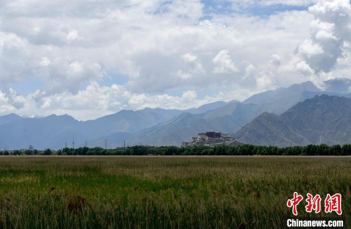 圖為6月22日，西藏拉薩拉魯濕地?！±盍?攝