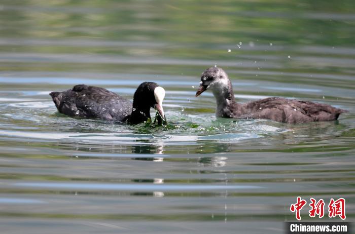 圖為6月22日，棲息在拉魯濕地內(nèi)的古頂雞?！±盍?攝