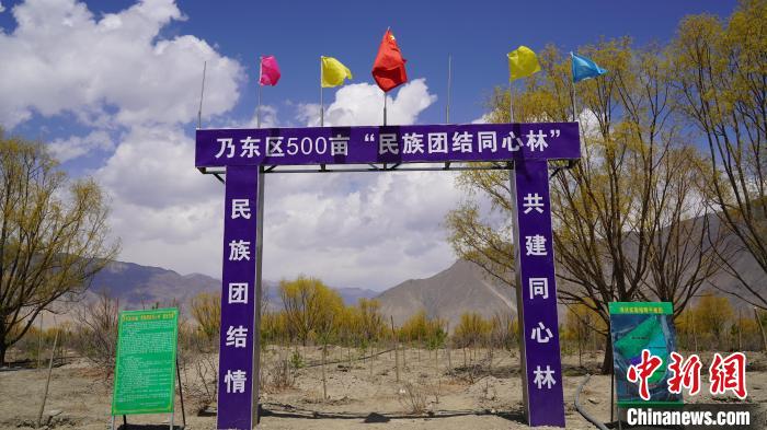 圖為“民族團結(jié)同心林”項目?！∧藮|融媒供圖