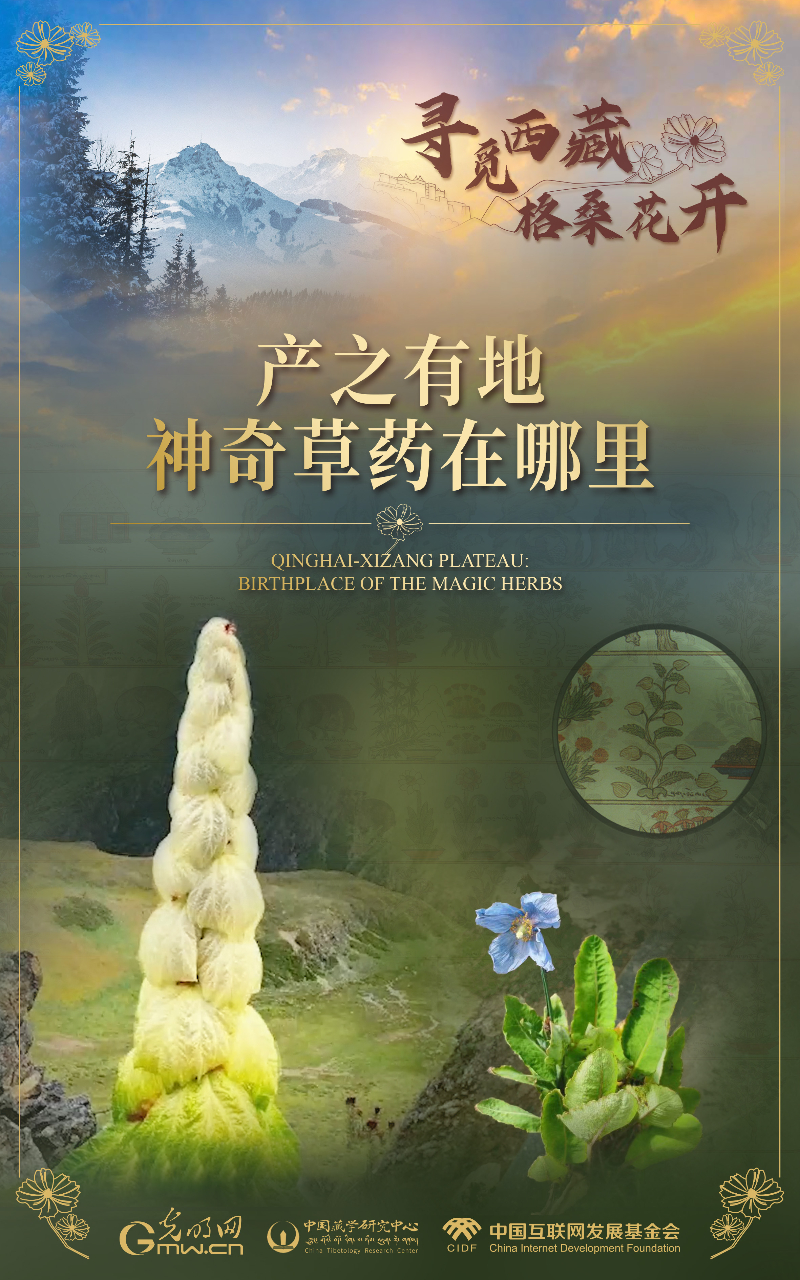 【尋覓西藏·格?；ㄩ_】產(chǎn)之有地：神奇草藥在哪里