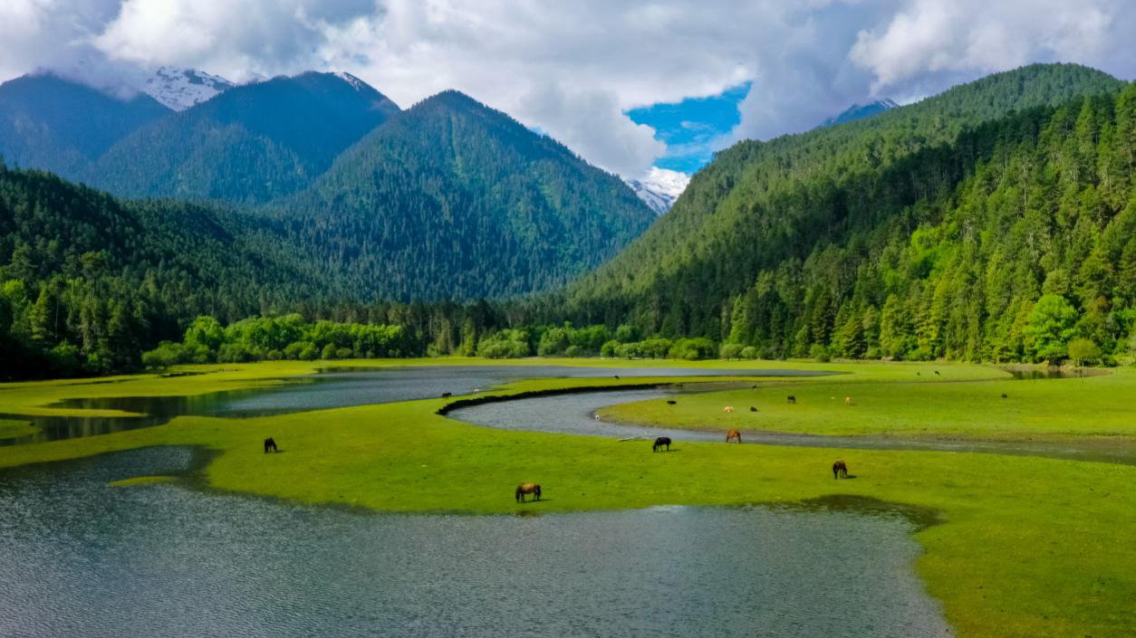 中國(guó)最美十大森林之一崗云杉林。西藏自治區(qū)旅發(fā)廳供圖