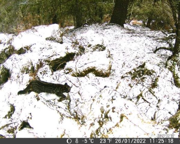 西藏色季拉山發(fā)現(xiàn)雪豹、白頰獼猴等多種珍稀野生動(dòng)物