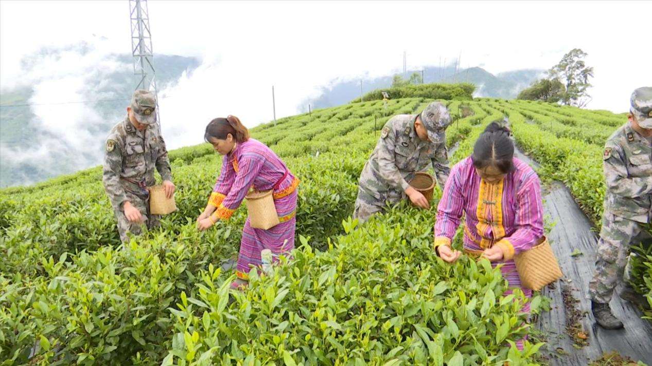 圖為:駐地部隊(duì)同當(dāng)?shù)厝罕娊Y(jié)對(duì)共同開(kāi)展采茶活動(dòng)