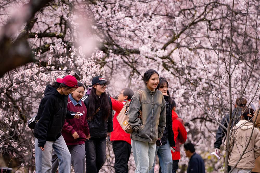 桃花盛開惹人醉，八方游客賞花來。徐馭堯攝