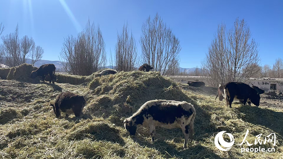 長所鄉(xiāng)森嘎村村民的牲畜在食用新鮮飼草。人民網(wǎng)記者 郝潔攝