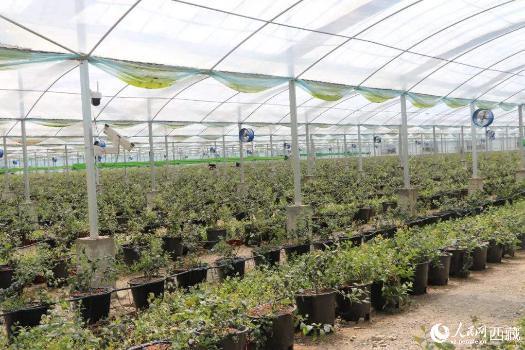 戈壁田園藍(lán)莓工業(yè)化種植基地。次仁龍布攝
