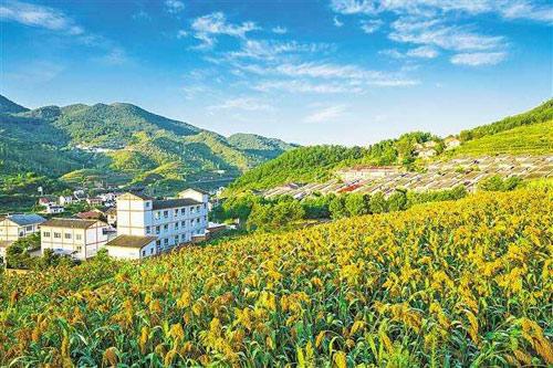 【理上網(wǎng)來o輝煌十九大】鄉(xiāng)村振興戰(zhàn)略：更綜合、全面、系統(tǒng)的發(fā)展戰(zhàn)略