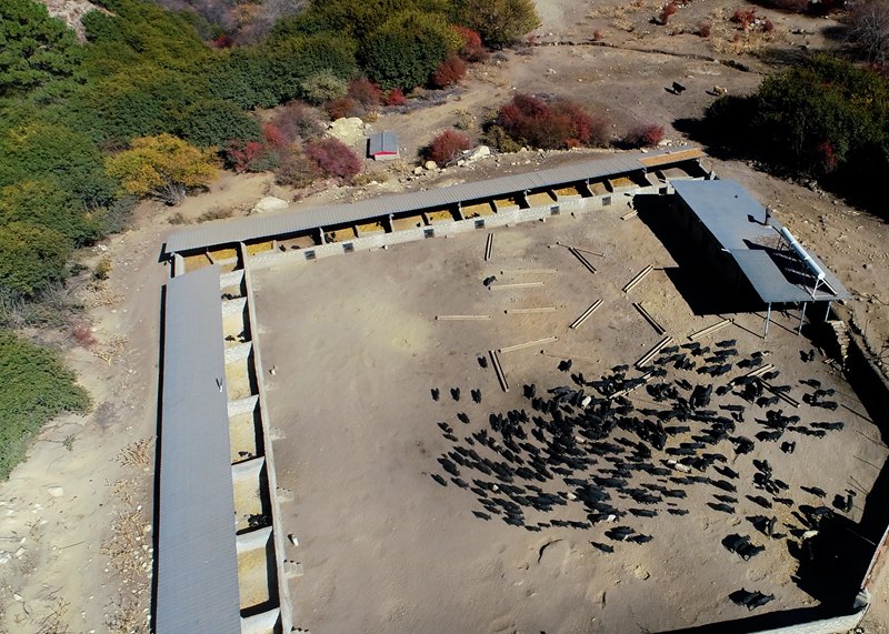 麥村藏香豬養(yǎng)殖基地。